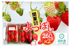 《関東限定配送》イチゴ よつぼし 約260gパック×2