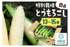 沼田市産 特別栽培のとうもろこし 13～15本 白色 ホイップコーンまたはロイシーコーン