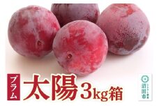 《8月中旬～8月下旬発送》プラム「太陽」3kg箱