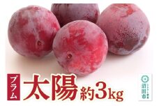 《8月中旬～8月下旬発送》プラム「太陽」約3kg フルーツ王国松井
