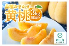 《8月下旬～9月上旬発送》品種おまかせ黄桃 3kg箱