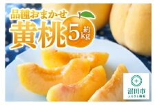 《8月下旬～9月上旬発送》品種おまかせ黄桃 約5kg フルーツ王国松井