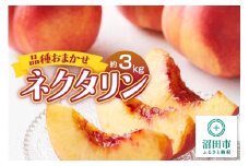 品種おまかせネクタリン 約3kg フルーツ王国松井