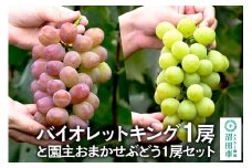 《9月上旬～10月下旬発送》バイオレットキング1房と園主おまかせぶどう1房セット ゆたかぶどう園