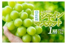 シャインマスカット 1房（750g～1kg）永井農園