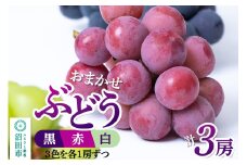沼田市産 ぶどう 3房セット（黒・赤・白／各1房ずつ）ぶどう農園 ラ・テール