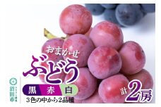 沼田市産 ぶどう 2房セット（黒・赤・白から品種おまかせで2種）ぶどう農園 ラ・テール