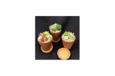 サボテン相談室のオリジナルテラコッタ多肉植物の寄せ植え3点セット(受け皿付き)【1338175】