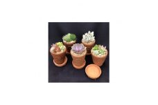 サボテン相談室のオリジナルテラコッタ多肉植物の寄せ植え5点セット(受け皿付き)【1338177】