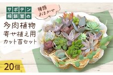 サボテン相談室の多肉植物寄せ植え用カット苗セット(20個)【1338178】