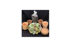 サボテン相談室の多肉植物寄せ植え用カット苗とテラコッタ、用土セット【1338185】