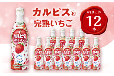 「カルピス(R)完熟いちご」プラスチックボトル470ml　12本【1345121】