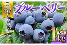 ブルーベリー大粒1kg 朝摘みでお届け！【5年連続最高金賞受賞 群馬県ブルーベリー品評会2021~2025年】 大粒 化学農薬不使用 除草剤不使用 フルーツ 果物 F4H-0039