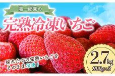 陽一郎園の完熟冷凍いちご 2.7kg【令和4年群馬県いちご品評会銀賞受賞】 いちご イチゴ 苺 冷凍 小分け 完熟 フルーツ 果物 F4H-0034