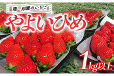 陽一郎園のいちご「やよいひめ」 1kg以上 いちご イチゴ 苺 期間限定 フルーツ 果物 F4H-0036