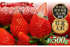 特選大粒 ブランドいちご「やよいひめ」朝摘みでお届け！500g イチゴ 苺 果物 フルーツ くだもの デザート ケーキ作り 群馬県 渋川市 F4H-0160