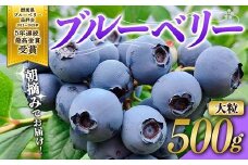ブルーベリー大粒500g 朝摘みでお届け！【5年連続最高金賞受賞 群馬県ブルーベリー品評会2021~2025年】 大粒 化学農薬不使用 除草剤不使用 フルーツ 果物  F4H-0409