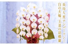 ＜キング＞ 胡蝶蘭 白大輪 3本立ち 大輪 花 こちょうらん コチョウラン キング 記念日 お祝い 贈り物 ギフト F20E-255