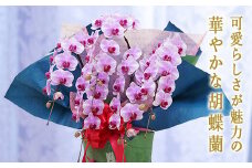 ＜彩姫＞ 胡蝶蘭 5本立ち 花 こちょうらん コチョウラン ピンク 記念日 お祝い 贈り物 ギフト F20E-258