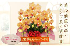＜シルクオレンジ＞ 胡蝶蘭 3本立ち (メッセージカード付) 花 こちょうらん コチョウラン オレンジ 記念日 お祝い 贈り物 ギフト メッセージカード F20E-415