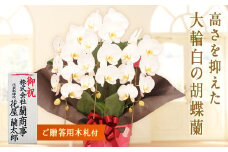 ＜プリンス＞ 胡蝶蘭 白大輪 3本立ち (木札付) 大輪 花 こちょうらん コチョウラン プリンス 白 ホワイト 記念日 お祝い 贈り物 ギフト 木札 F20E-422