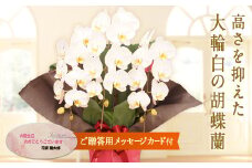 ＜プリンス＞ 胡蝶蘭 白大輪 3本立ち (メッセージカード付) 大輪 花 こちょうらん コチョウラン プリンス 白 ホワイト 記念日 お祝い 贈り物 ギフト メッセージカード F20E-421
