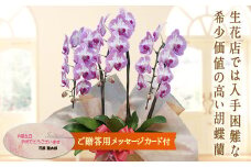 ＜プリンセスローズ＞ 胡蝶蘭 3本立ち (メッセージカード付) 中輪 花 こちょうらん コチョウラン プリンセスローズ パープル 記念日 お祝い 贈り物 ギフト メッセージカード F20E-417