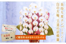 ＜キング＞ 胡蝶蘭 白大輪 3本立ち (はがきサイズカード付) 大輪 花 こちょうらん コチョウラン キング 白 ホワイト 記念日 お祝い 贈り物 ギフト はがきサイズカード F20E-424