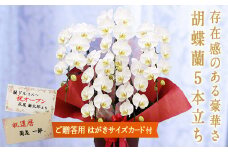 ＜白大輪＞ 胡蝶蘭 5本立ち (はがきサイズカード付) 大輪 花 こちょうらん コチョウラン 白大輪 白 ホワイト 記念日 お祝い 贈り物 ギフト はがきサイズカード F20E-427