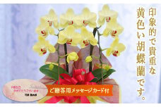 ＜ザルツマン＞ 胡蝶蘭 2本立ち (メッセージカード付) 花 こちょうらん コチョウラン 黄色 イエロー 記念日 お祝い 贈り物 ギフト メッセージカード F20E-413