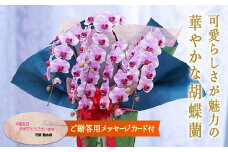 ＜彩姫＞ 胡蝶蘭 5本立ち (メッセージカード付) 花 こちょうらん コチョウラン ピンク 記念日 お祝い 贈り物 ギフト メッセージカード 母の日 敬老の日 F20E-419