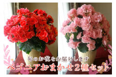 ベゴニア鉢植え「おまかせセット」 F20E-456