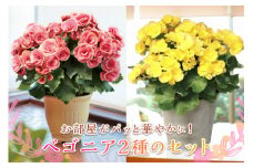 ベゴニア鉢植え二鉢セット F20E-457