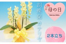 《母の日ギフト》＜カナリヤ＞ 胡蝶蘭 2本立ち (メッセージカード付) イエローミディ胡蝶蘭 ミディ 黄色 イエロー 花 こちょうらん コチョウラン 鉢花 鉢植え 母の日 贈り物 ギフト フラワーギフト メッセージカード F20E-938