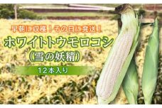 ＜2025年発送＞ ホワイトトウモロコシ（雪の妖精）12本入り 白 とうもろこし ホワイト トウモロコシ 雪の妖精 野菜 食品 F20E-698