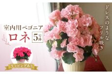 室内用ベゴニア「ロネ」5号鉢 (ラッピング有) ベゴニア ロネ 室内用 鉢植え 鉢 花 フラワーギフト 贈り物 ギフト 記念日 お祝い F20E-743
