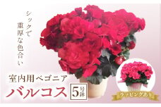 室内用ベゴニア「バルコス」5号鉢 (ラッピング有) ベゴニア バルコス 室内用 鉢植え 鉢 花 フラワーギフト 贈り物 ギフト 記念日 お祝い F20E-738