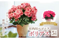 室内用ベゴニア「ボリアス」5号鉢 (ラッピング有) ベゴニア ボリアス 室内用 鉢植え 鉢 花 フラワーギフト 贈り物 ギフト 記念日 お祝い F20E-737