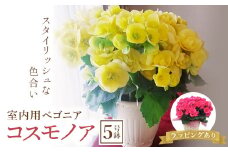 室内用ベゴニア「コスモノア」5号鉢 (ラッピング有) ベゴニア コスモノア 室内用 鉢植え 鉢 花 フラワーギフト 贈り物 ギフト 記念日 お祝い F20E-741