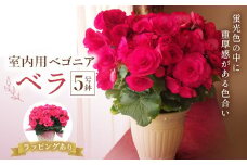 室内用ベゴニア「ベラ」5号鉢 (ラッピング有) ベゴニア ベラ 室内用 鉢植え 鉢 花 フラワーギフト 贈り物 ギフト 記念日 お祝い F20E-739