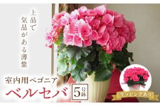 室内用ベゴニア「ベルセバ」5号鉢 (ラッピング有) ベゴニア ベルセバ 室内用 鉢植え 鉢 花 フラワーギフト 贈り物 ギフト 記念日 お祝い F20E-740
