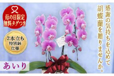 《母の日ギフト》＜あいり＞ 胡蝶蘭 2本立ち 特別鉢仕様 (母の日タグ付き) 母の日 限定 あいり ピンク こちょうらん コチョウラン 花 鉢花 贈り物 ギフト フラワーギフト F20E-774