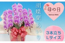 《母の日ギフト》＜あいり＞ 胡蝶蘭 3本立ち Lサイズ (母の日タグ付き) 母の日 限定 あいり ピンク こちょうらん コチョウラン 花 鉢花 贈り物 ギフト フラワーギフト F20E-937