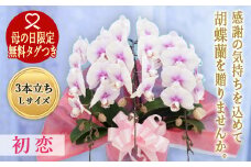 《母の日ギフト》＜初恋＞ 胡蝶蘭 3本立ち Ｌサイズ (母の日タグ付き) 母の日 限定 初恋 白 ピンク こちょうらん コチョウラン 花 鉢花 贈り物 ギフト フラワーギフト F20E-779