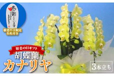 【敬老の日ギフト】 胡蝶蘭 カナリヤ 3本立ち F20E-841