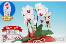 《敬老の日ギフト》＜リーベ＞ 胡蝶蘭 2本立ち (風呂敷包み) 敬老の日 限定 ミディ ミディ胡蝶蘭 こちょうらん コチョウラン 花 贈り物 ギフト フラワーギフト 風呂敷 F20E-842