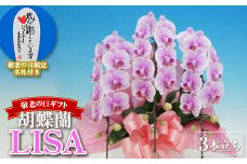 《敬老の日ギフト》＜LISA＞ 胡蝶蘭 3本立ち (敬老の日用タグ付き) 敬老の日 限定 ピンク ミディ ミディ胡蝶蘭 こちょうらん コチョウラン 花 贈り物 ギフト フラワーギフト F20E-844