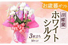 《お歳暮ギフト》＜ホワイトシルク＞胡蝶蘭 ホワイトシルク 3本立ち Mサイズ (お歳暮カード付き) お歳暮 限定 白 ホワイト ミディ ミディ胡蝶蘭 こちょうらん コチョウラン 花 贈り物 ギフト フラワーギフト F20E-884