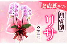 《お歳暮ギフト》＜リサ＞ 胡蝶蘭 2本立ち (お歳暮カード付き) お歳暮 限定 ピンク リサ ミディ ミディ胡蝶蘭 こちょうらん コチョウラン 花 贈り物 ギフト フラワーギフト F20E-883