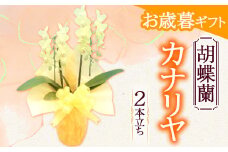 《お歳暮ギフト》＜カナリヤ＞ 胡蝶蘭 2本立ち (お歳暮カード付き) 胡蝶蘭 カナリヤ お歳暮 限定 黄色 イエロー ミディ ミディ胡蝶蘭 こちょうらん コチョウラン 花 贈り物 ギフト フラワーギフト F20E-885